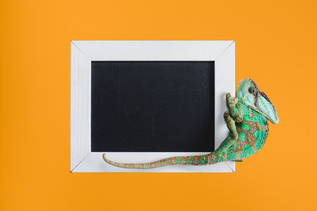 beautiful bright green lizard on blackboard in white frame isolated on orangeの写真素材