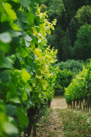 selective focus of rows of green vineyard in Wurzburg, Germany