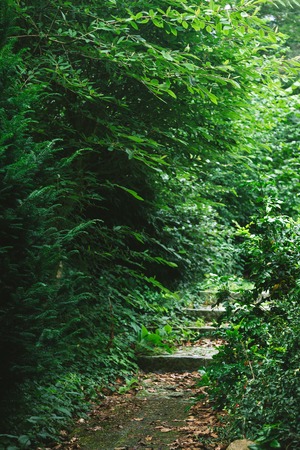 stairway between trees with green leaves in forest in Hamburg, Germanyの写真素材