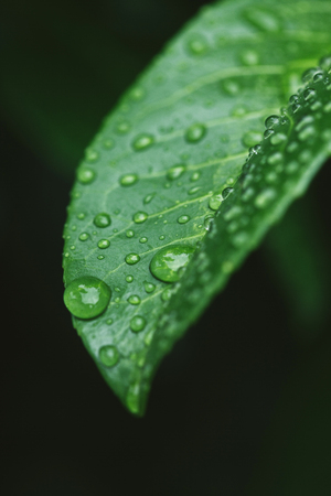 close up of green leaf with water drops after rainの写真素材