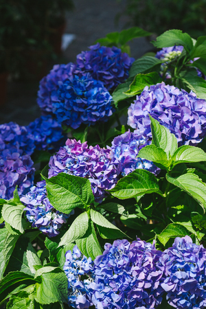 close up view of hydrangea flowers with green leaves under sunlight in Bonn, Germany