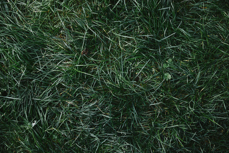 top view of green grass in garden
