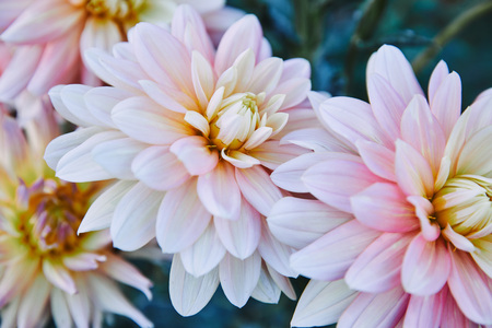 close up of beautiful white and purple chrysanthemums in gardenの写真素材