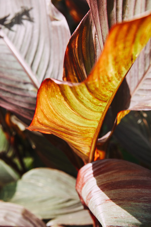 selective focus of beautiful purple leaves with sunlight in gardenの写真素材