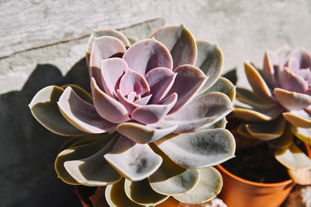 beautiful purple potted succulents with sunlightの写真素材