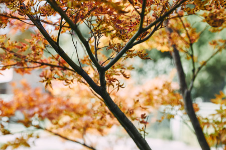 tree branches with autumnal orange leaves in parkの写真素材