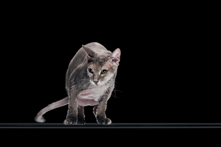 domestic grey sphynx cat moving and looking away isolated on black