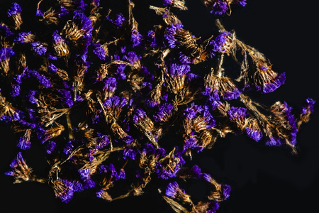 top view of beautiful blue wildflowers on black backgroundの写真素材