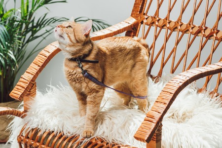 cute domestic ginger cat with leash standing on rocking chair in living roomの写真素材