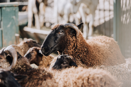 selective focus of brown sheep grazing with herd in corral at farmの写真素材