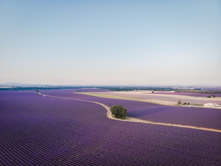 aerial view of beautiful cultivated lavender field in provence, franceの写真素材
