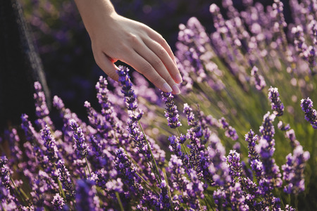 close-up partial view of girl touching beautiful purple lavender flowersの写真素材