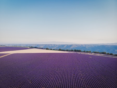 aerial view of beautiful cultivated lavender field and mountains in provence, franceの写真素材