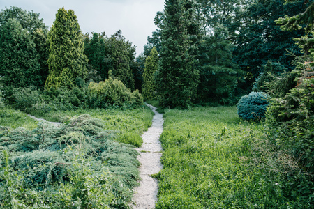 footpath with various green plants around in parkの写真素材