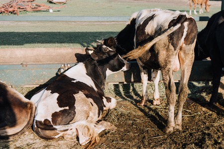 rear view of domestic beautiful cows at farmの写真素材