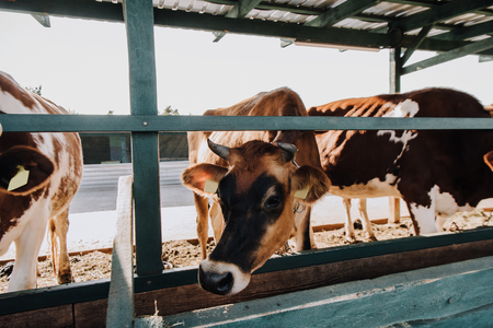 beautiful domestic cows eating in barn at farmの写真素材