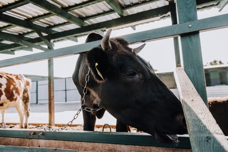 black domestic cow eating in stall at farm