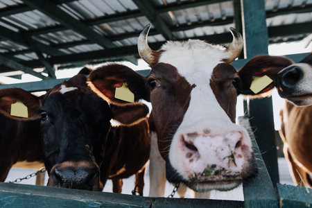 selective focus of beautiful domestic cows standing in stall at farmの写真素材