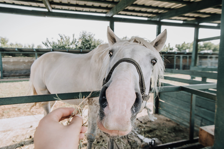partial view of man feeding white horse in stable at farmの写真素材