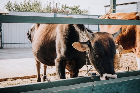 beautiful black calf eating in stall at farmの写真素材