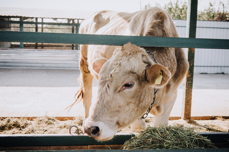 little white calf eating hay in stall at farmの写真素材