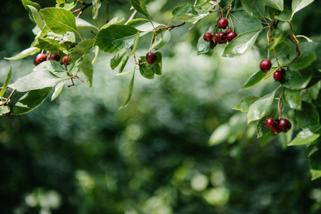 close-up shot of red berries growing on treeの写真素材