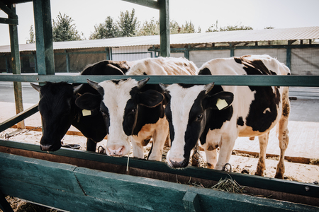 beautiful domestic cows eating in barn at farmの写真素材