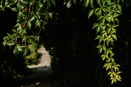 close-up shot of hanging wild vines on black backgroundの写真素材