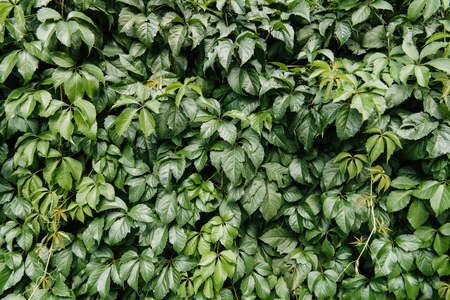 close-up shot of wild grape leaves covering wall