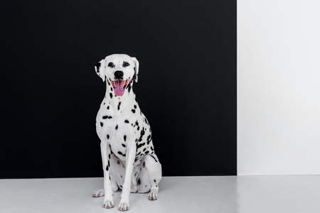 one cute dalmatian dog sitting near black and white wall with open mouthの写真素材