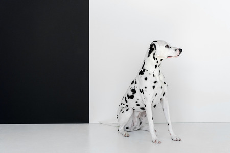 side view of one cute dalmatian dog sitting near black and white wallの写真素材