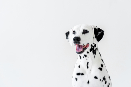 one cute dalmatian dog with open mouth looking away isolated on whiteの写真素材