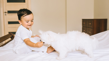 cute little child feeding bichon dog with cookie on bedの写真素材