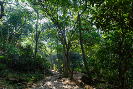 scenic view of forest with various trees with green foliage, sri lanka, unawatunaの写真素材