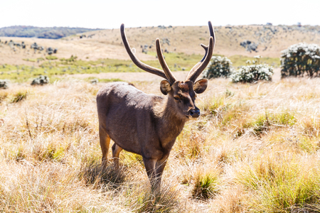 scenic view of wild deer with big horns in natural habitat, sri lanka, horton plainsの写真素材