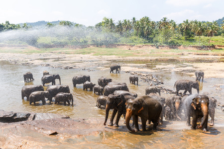 scenic view of wild elephants in natural habitat in Asia, sri lanka, pinnawalaの写真素材