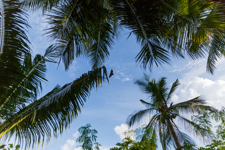 bottom view of palm trees and cloudy blue sky, maldives, thoddooの写真素材