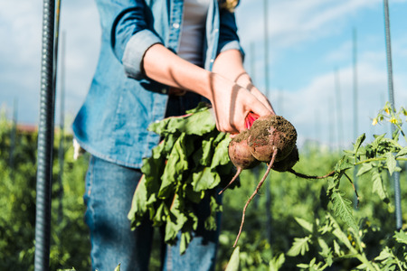 cropped image of farmer holding organic beetroots in field at farmの写真素材