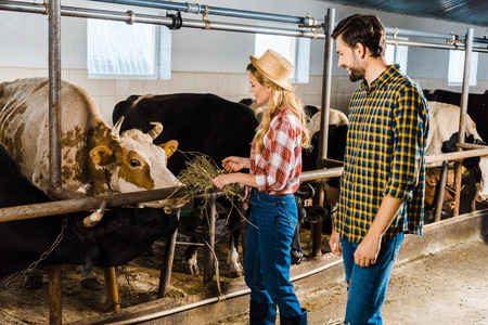 couple of farmers feeding cows with hay in stable