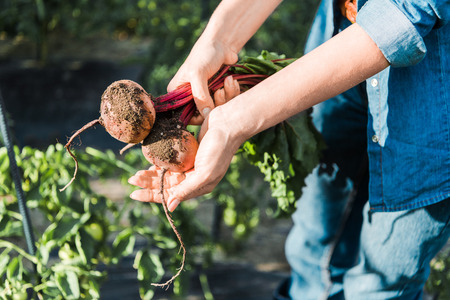cropped image of farmer holding ripe organic beetroots in field at farm