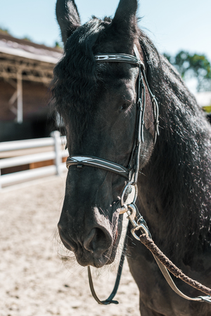 one beautiful black horse with horse halter standing at ranchの写真素材