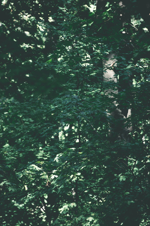 full frame view of beautiful green leaves on twigs at sunny day