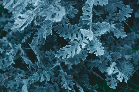 horizontal view of beautiful juniper, full frame natural natural