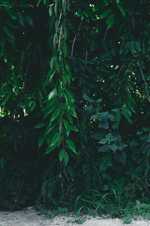 close-up shot of beautiful green branches over pathwayの写真素材