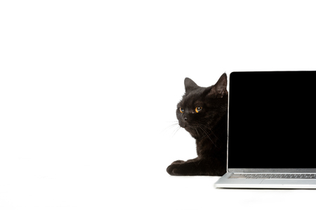 studio shot of black british shorthair cat sitting behind laptop isolated on white backgroundの写真素材