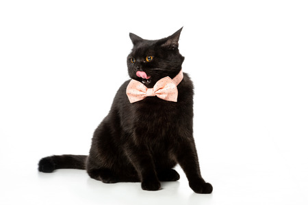 adorable black british shorthair cat in pink bow tie licking up isolated on white backgroundの写真素材