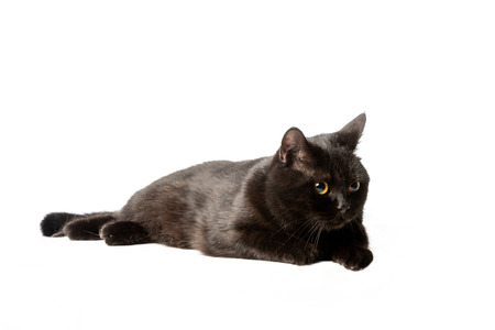 studio shot of black british shorthair cat laying isolated on white backgroundの写真素材