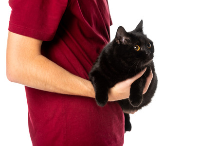 partial view of man holding cute black british shorthair cat looking away isolated on white backgroundの写真素材