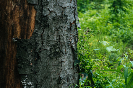 close-up shot fo cracked tree bark in forest
