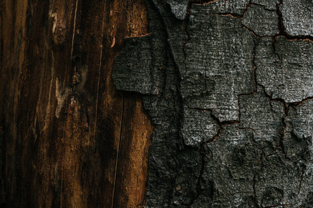 full frame shot fo cracked tree bark for backgroundの写真素材